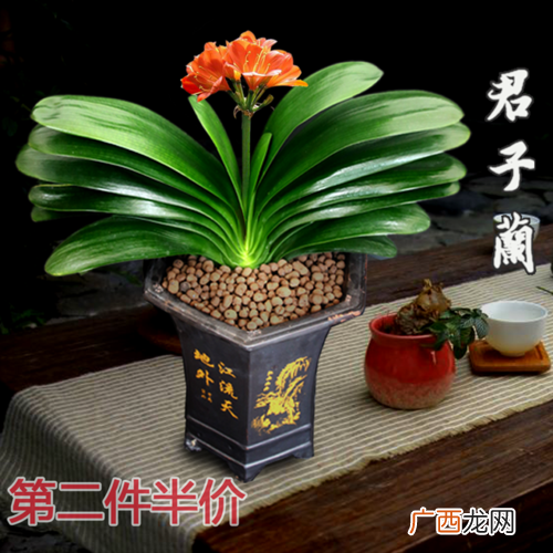 虎皮兰的养殖方法和注意事项 花卉君子兰的养殖方法和注意事项