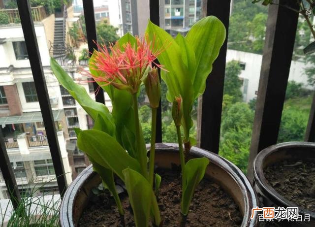 美人蕉几月开花 花卉盆栽美人蕉