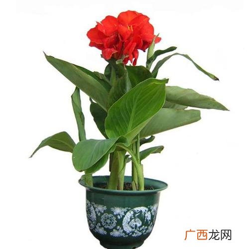 美人蕉几月开花 花卉盆栽美人蕉