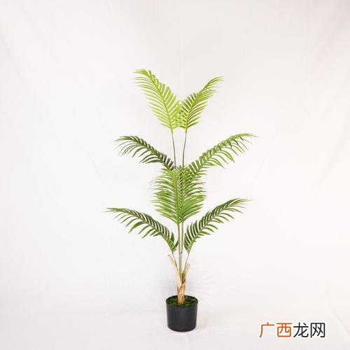 散尾葵耐阴耐寒吗 花卉散尾葵耐寒吗