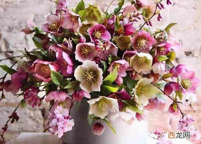 散尾葵耐阴耐寒吗 花卉散尾葵耐寒吗