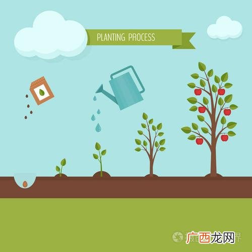 凤仙花的生长过程记录图片 花卉生长过程图片