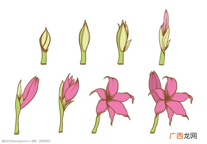 植物生长变化过程图 花卉生长过程图片大全