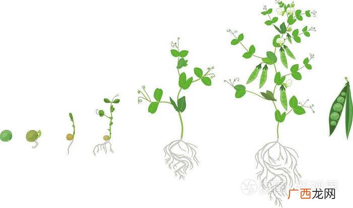 植物生长变化过程图 花卉生长过程图片大全