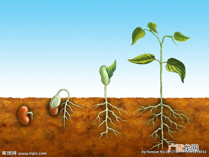 植物生长变化过程图 花卉生长过程图片大全