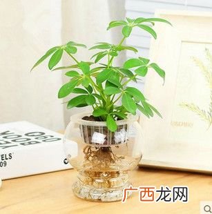 水培吊兰 花卉水培市场前景
