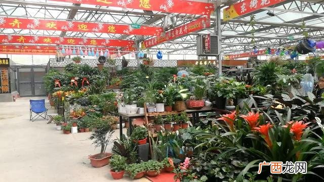 水培吊兰 花卉水培市场前景