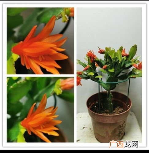 高档蟹爪兰盆景图图片 花卉图片大全蟹爪兰