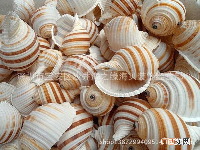 海螺现在价格 长春水产市场海螺价格