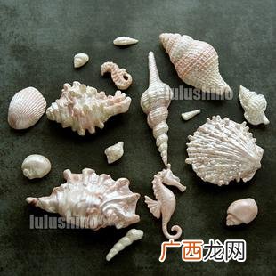 海螺现在价格 长春水产市场海螺价格