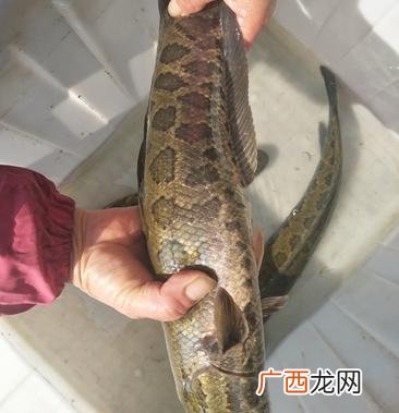 成品黑鱼批发价格 成都水产市场黑鱼价