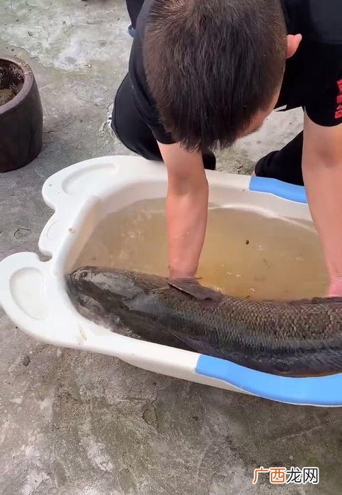 成品黑鱼批发价格 成都水产市场黑鱼价