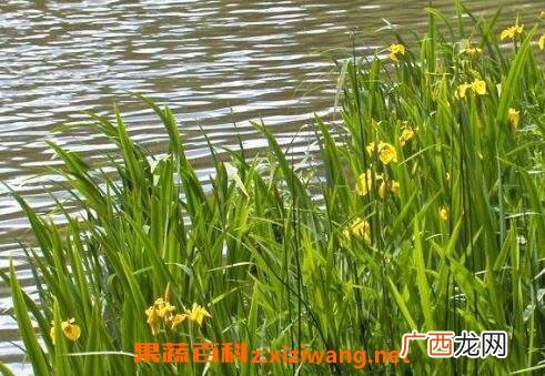 菖蒲图片 菖蒲的功效与作用