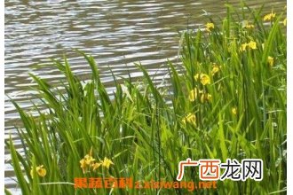 菖蒲图片 菖蒲的功效与作用
