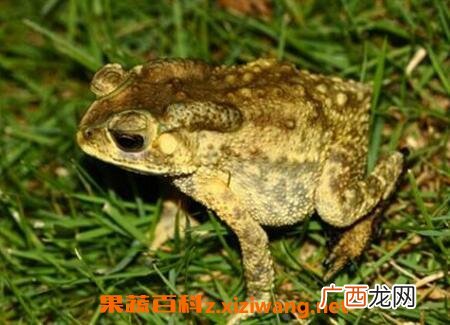 蟾蜍的药用功效与作用