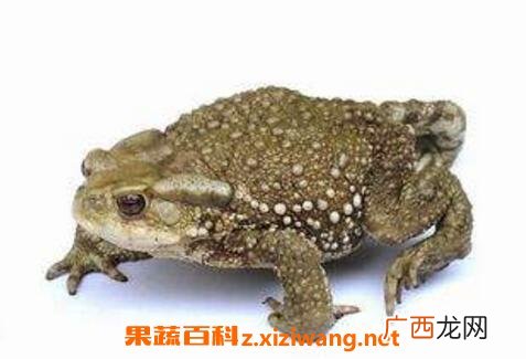 蟾蜍的药用功效与作用