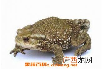 蟾蜍的药用功效与作用