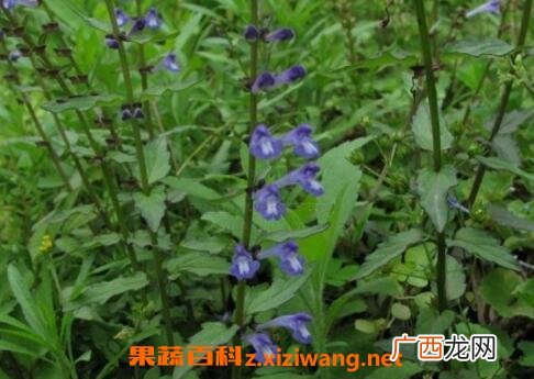 半枝莲的作用与功效