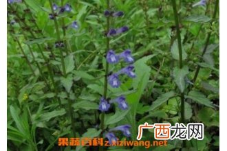 半枝莲的作用与功效