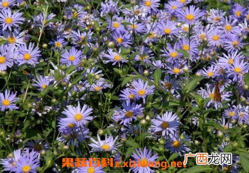 紫菀的功效与作用及禁忌