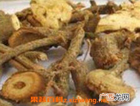 苎麻根的功效与作用