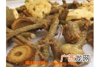 苎麻根的功效与作用