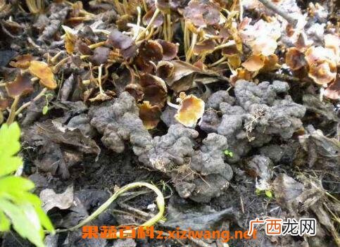 猪苓的功效与作用及禁忌