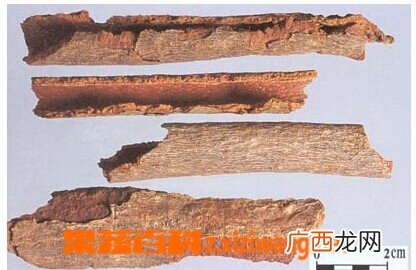 地枫皮的功效与药用价值