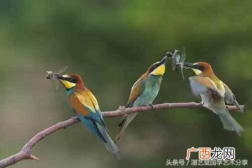 太平鸟画法步骤分享 太平鸟画完写什么字好