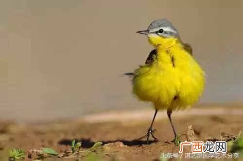 太平鸟画法步骤分享 太平鸟画完写什么字好