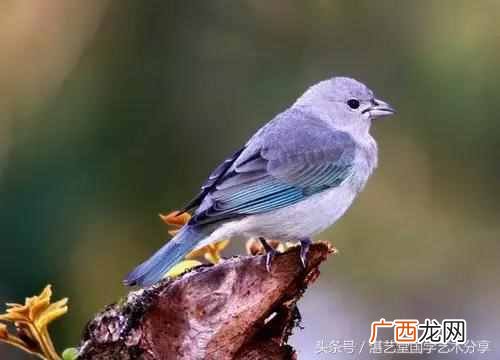 太平鸟画法步骤分享 太平鸟画完写什么字好