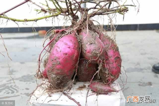 田地种植什么好赚钱（农村的田地可以种植什么