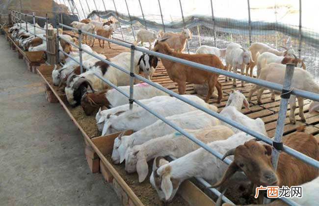 养殖牛羊 中国牛羊养殖技术