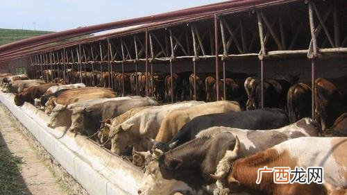 养殖牛羊 中国牛羊养殖技术