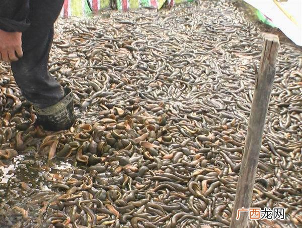 蚯蚓养殖方法视频教程 水蚯蚓养殖技术视频