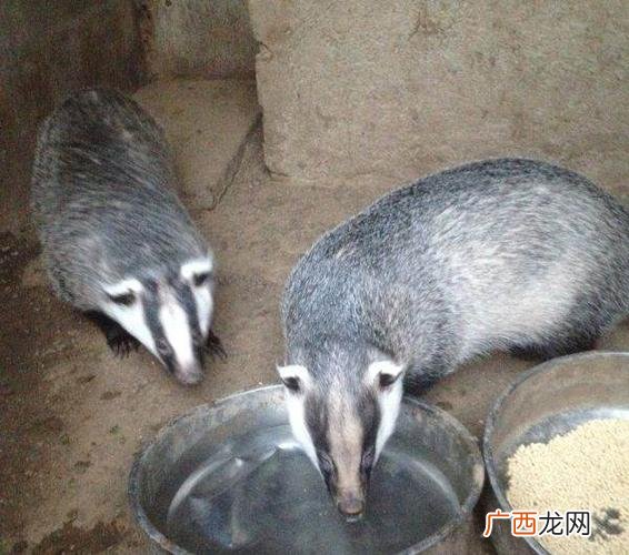 獾市场价多少钱一只 獾的养殖技术
