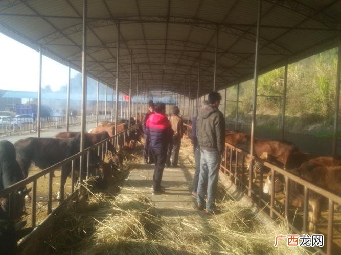 养牛技术视频 湖南养牛技术