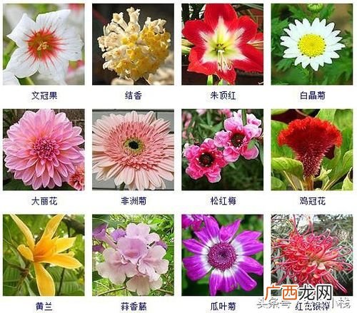 广场花卉造型效果图 花卉展销图片