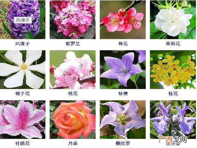 绿植种类名称及图片 花卉种类名称大全图片大全图片大全图片大全