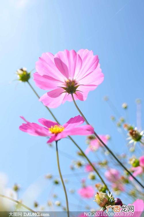 花卉图片大全及花名高清 花卉种类名称大全图片大全图片大全图片欣赏