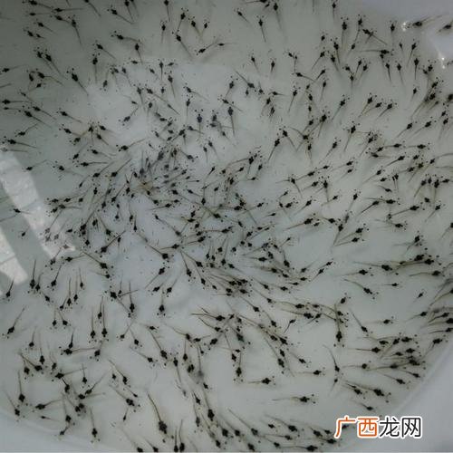 新荣腾虾苗 舒俊水产虾苗