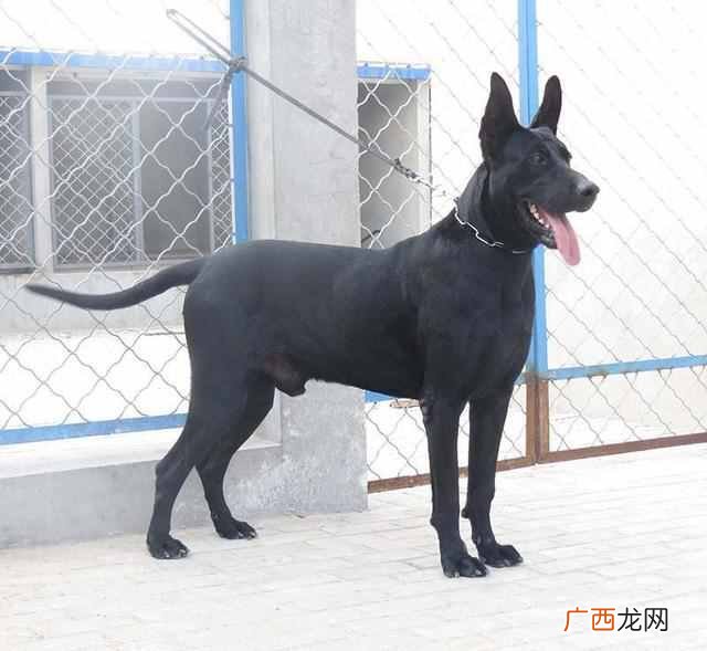 农村一般养什么狗好（农村适合养哪些品种的狗