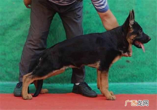 农村一般养什么狗好（农村适合养哪些品种的狗