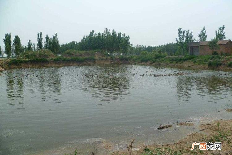牛蛙养殖技术 那个地方适合养殖水产