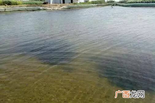 螃蟹饲料 螃蟹水产肥料配方
