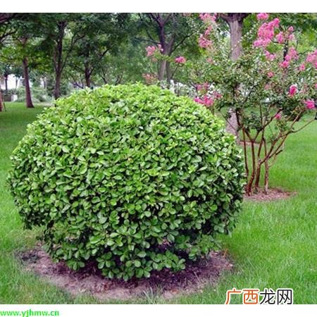 园林植物种类 常见园林植物群落