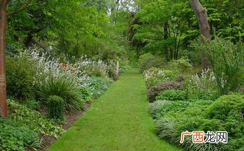 园林植物种类 常见园林植物群落