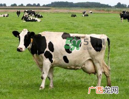 牛初乳哪种比较好？牛初乳哪个品牌的好？