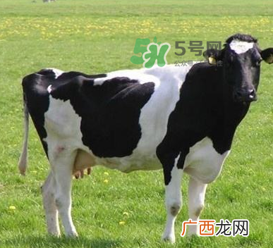 牛初乳哪种比较好？牛初乳哪个品牌的好？