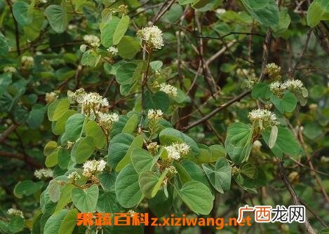 羊蹄叶的功效与作用